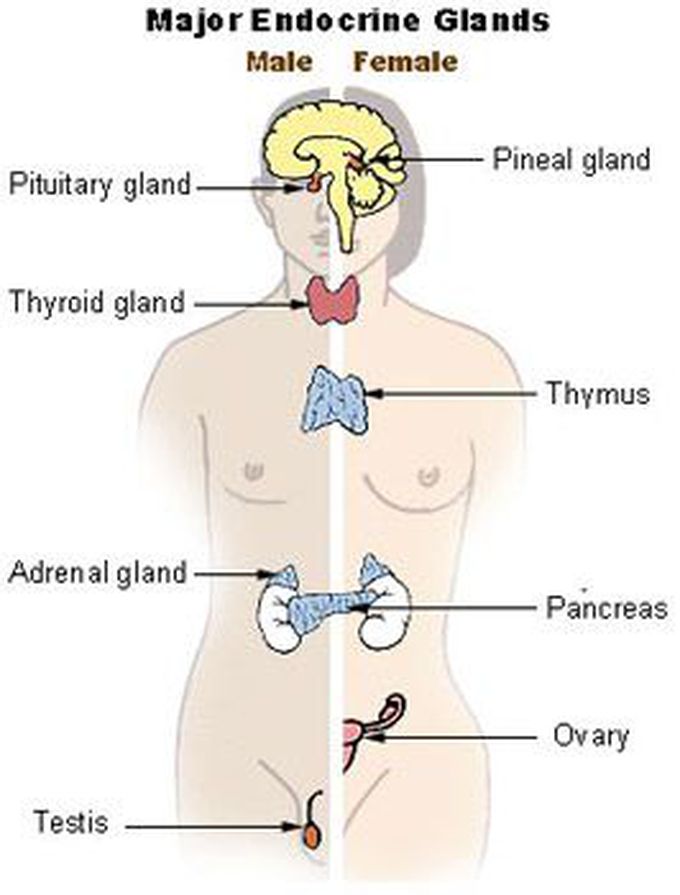 Glands