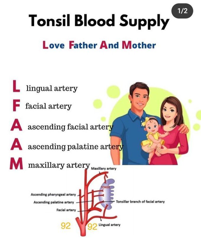 Tonsil blood supply