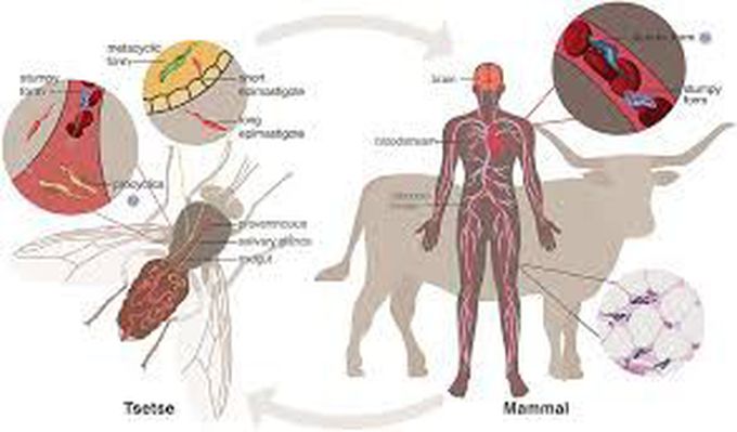 Causes of trypanosomiasis