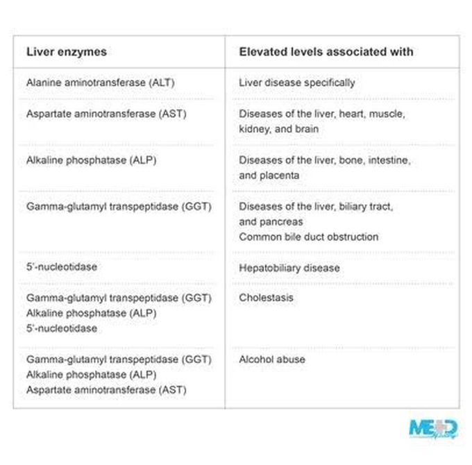 Liver enzymes and it's association with disease