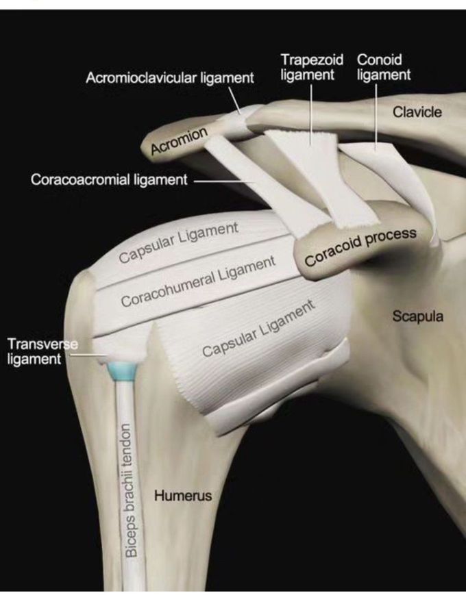 Shoulder Anatomy - MEDizzy