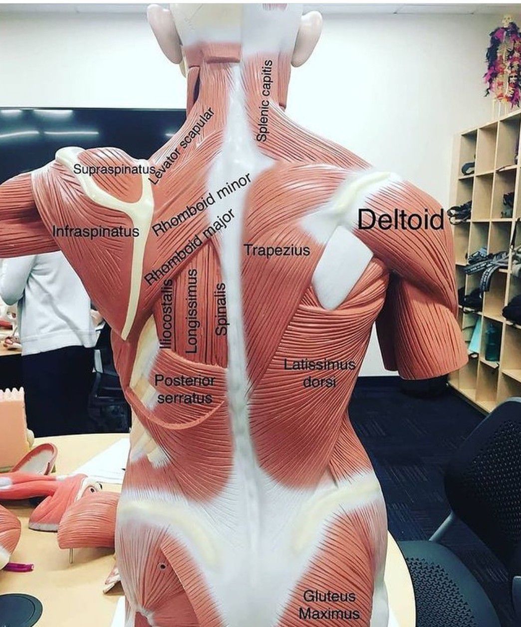 Muscles of the Back - MEDizzy