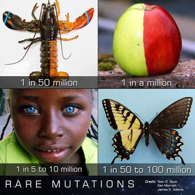 Sometimes mutation looks marvellous