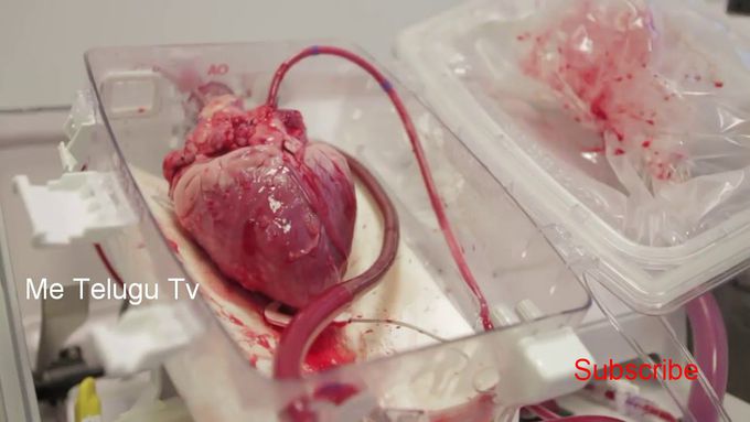 human heart function live  video //Me Telugu Tv