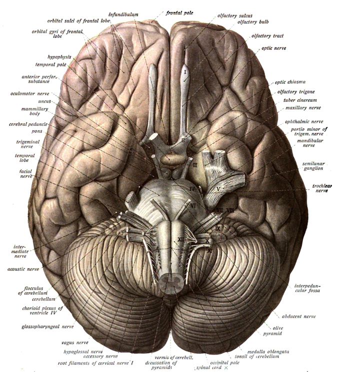 Brain Anatomy