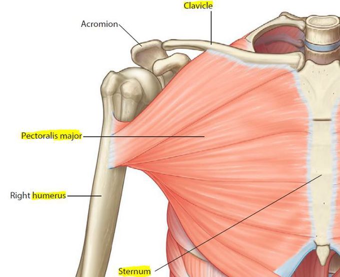 Anatomy