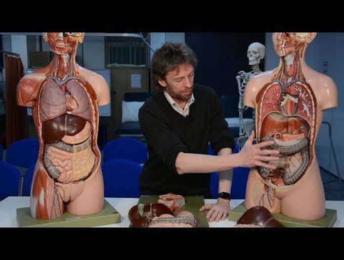 Large intestine (anatomy)