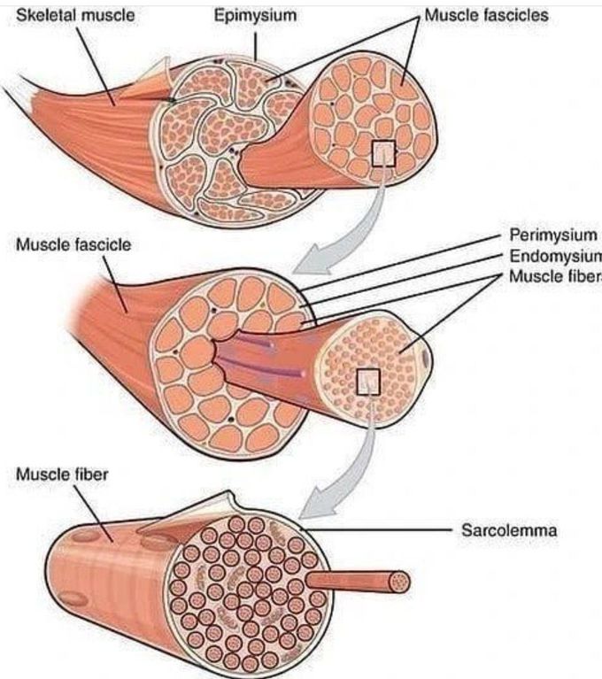 Structure of the Muscle