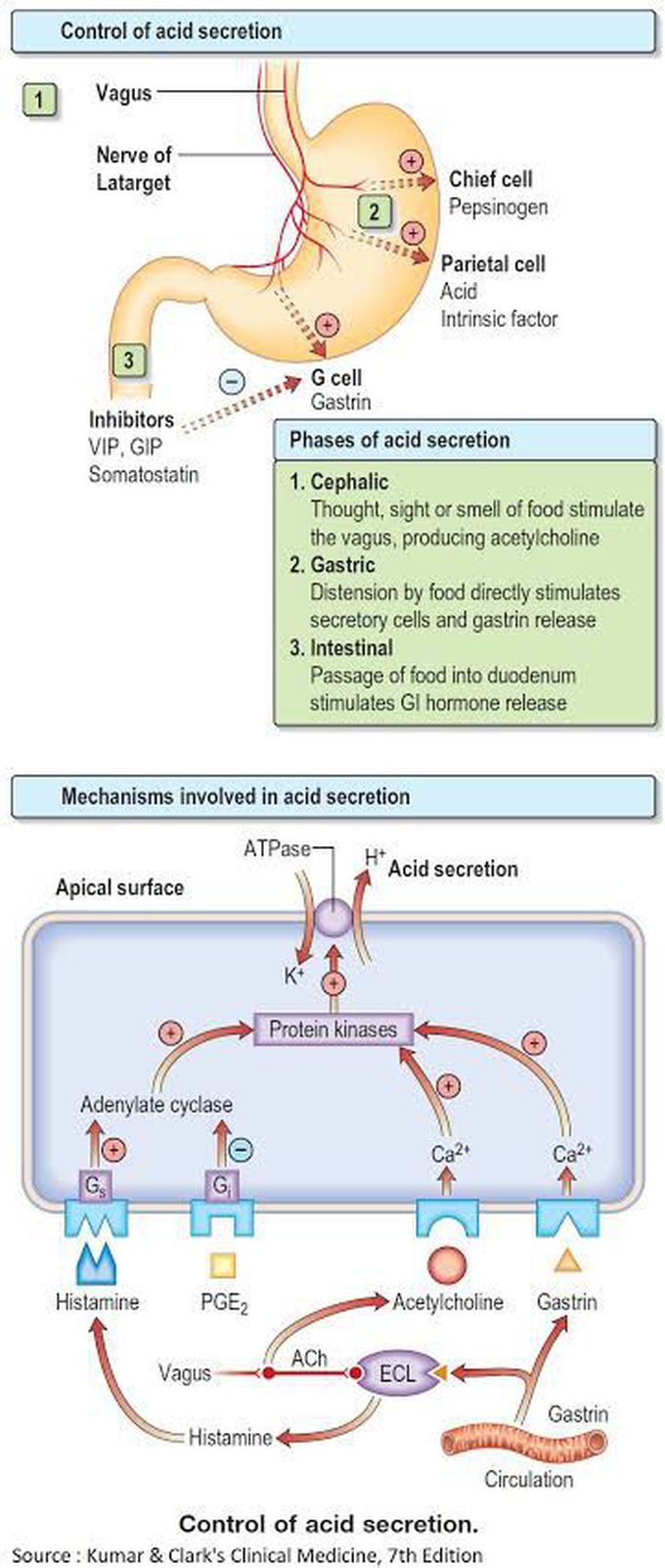 Phases and control of acid secretion