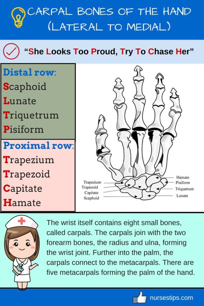 Carpal bones