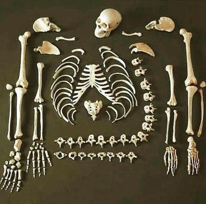 Great anatomical illustration of bones