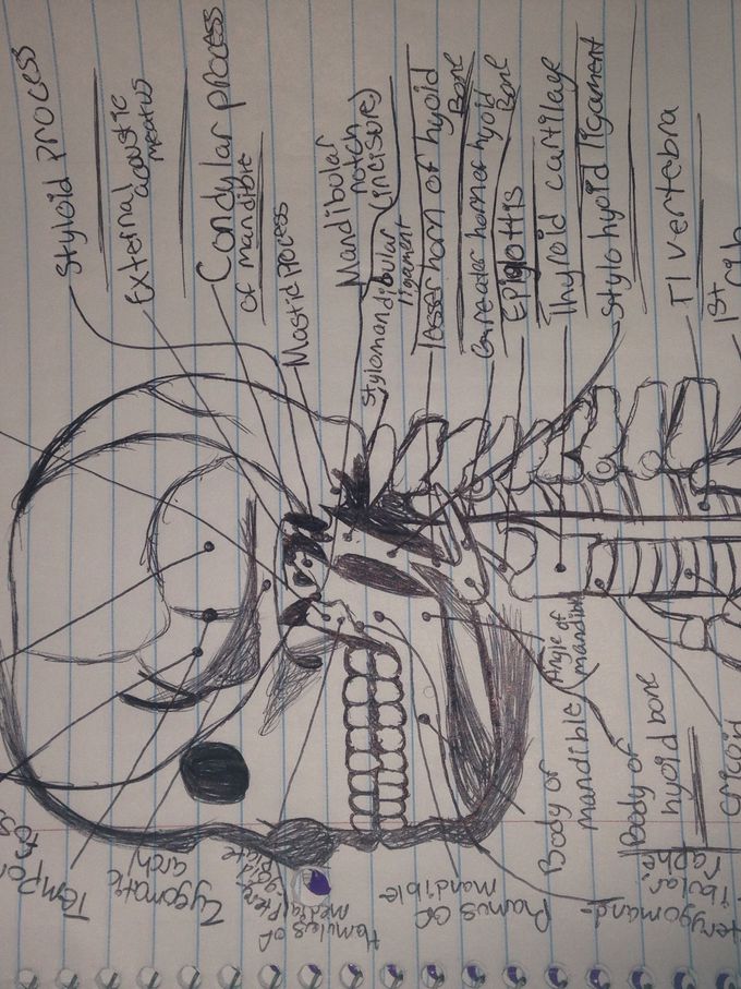 Bony framework of head and neck