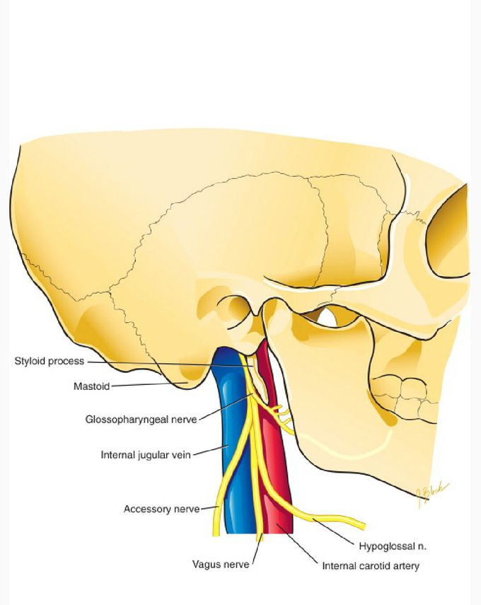 Vagus and glossopharyngeal nerve