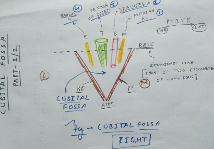 Cubital Fossa