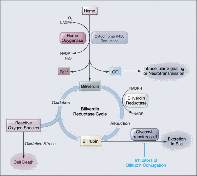 Bilirubin cycle