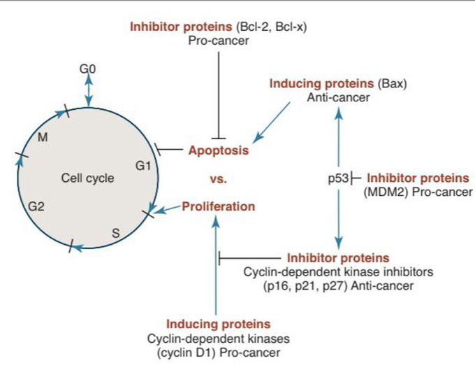 Cell cycle regulation Biology Diagrams