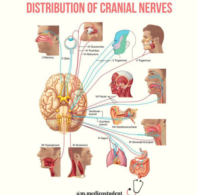 Cranial nerves