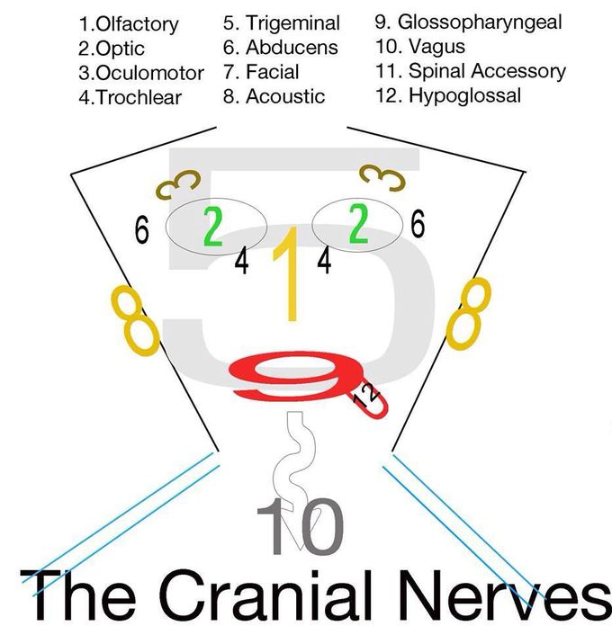 Cranial nerves