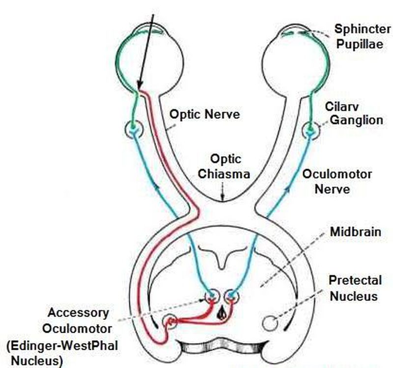 Рисунок зрительного рефлекса