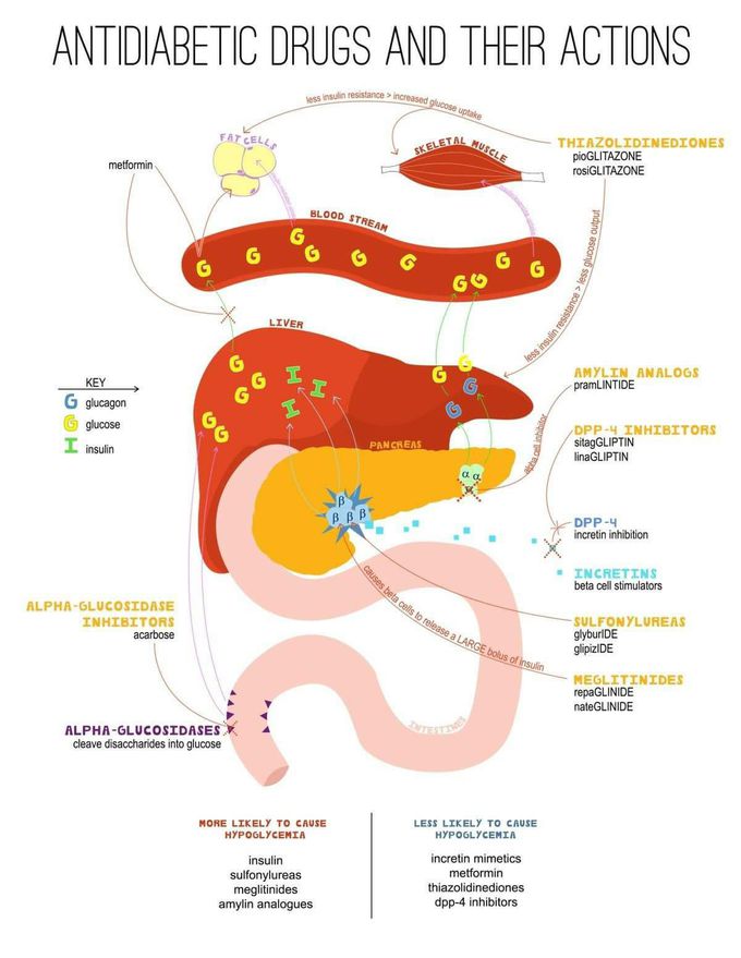 Antidiabetic drugs and their actions