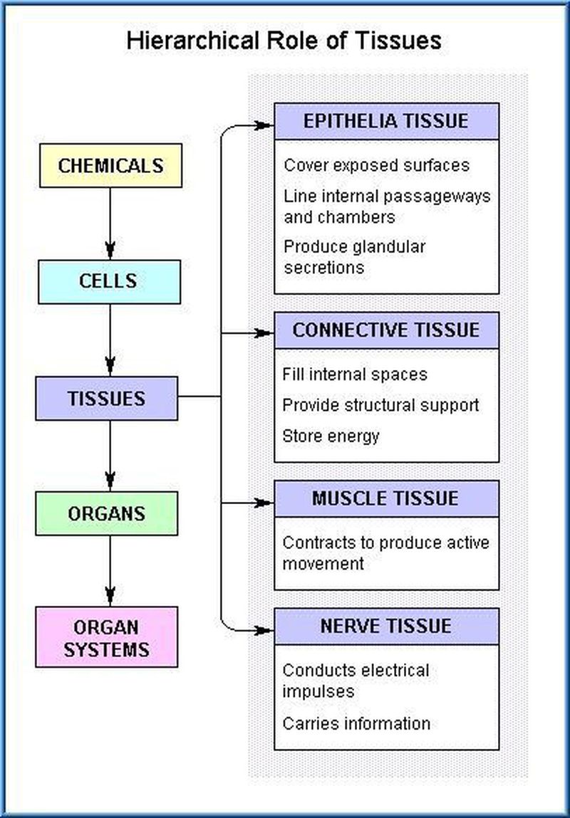 Role of tissue - MEDizzy