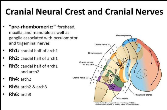 Cranial and spinal neural crest: major derivatives