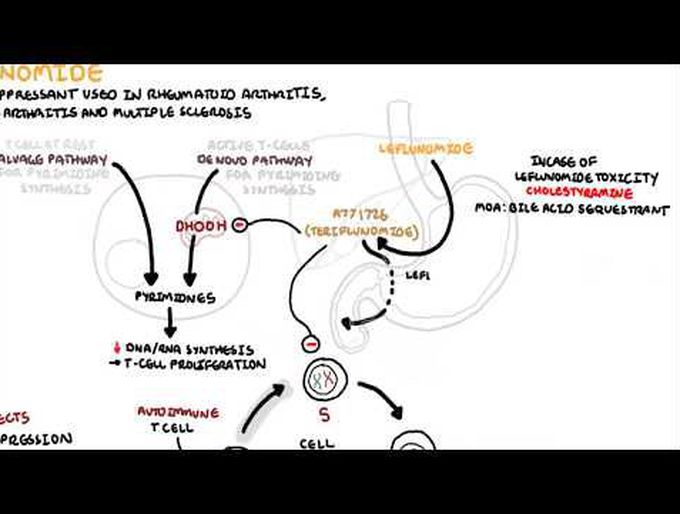 Leflunomide: Pharmacology