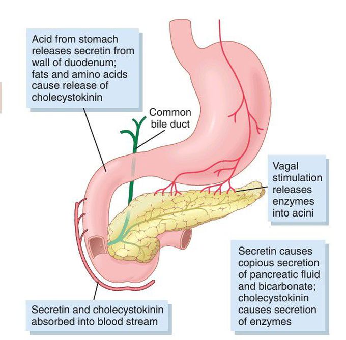 Regulation of pancreatic secretion