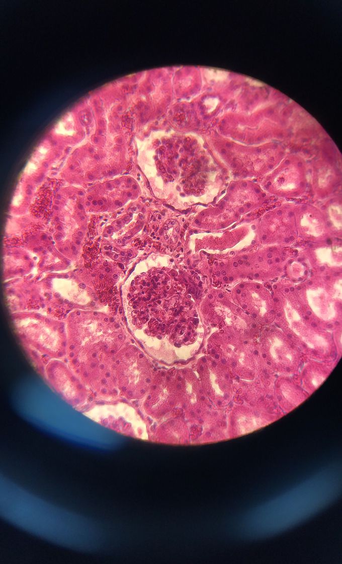 Histology