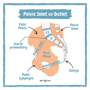 true pelvis inlet