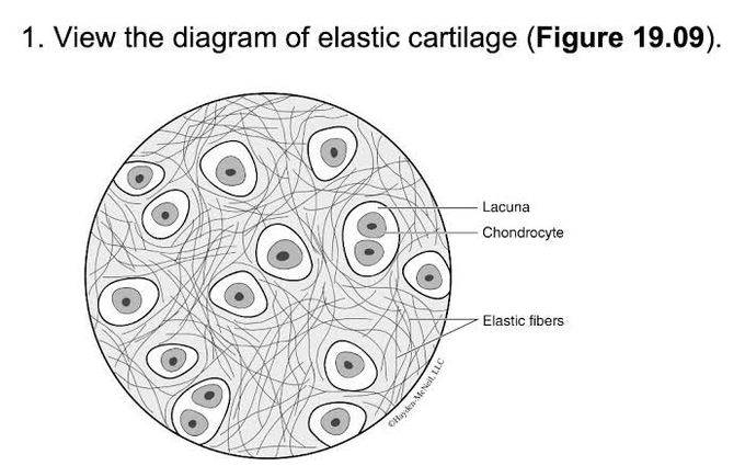 Elastic cartilage