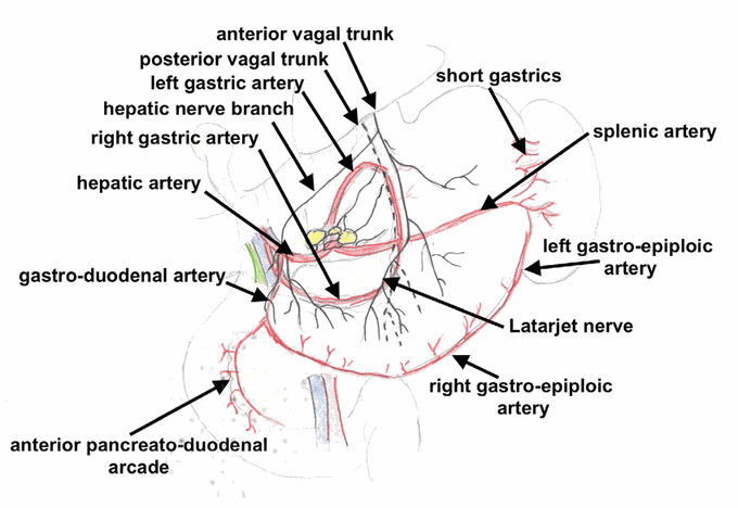 This is how nerve supply of stomach looks like!