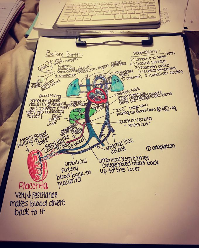 Fetal circulation before birth.. nothing like studying for an OB exam at 11:00pm... when your test is tomorrow...