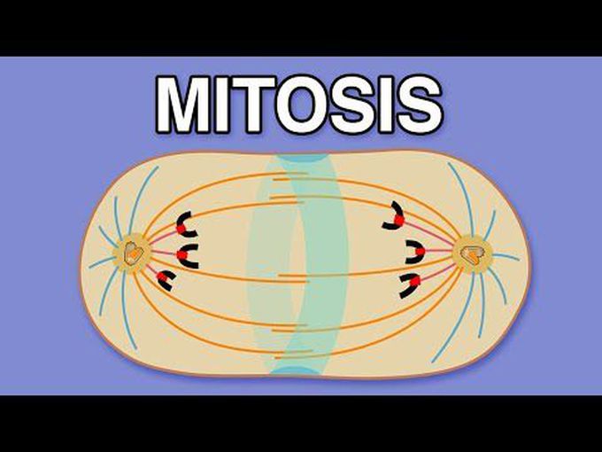 The process of Mitosis