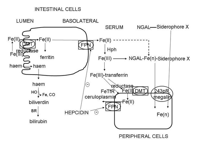 Role of Hepcidin