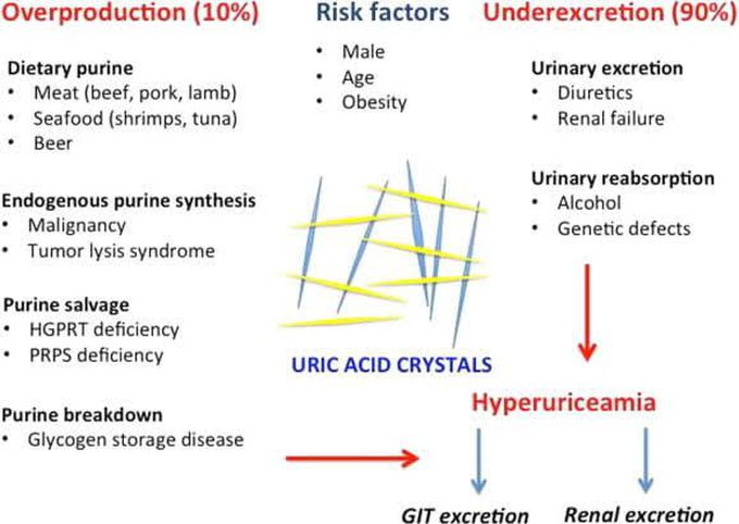 Gout pathophysiology