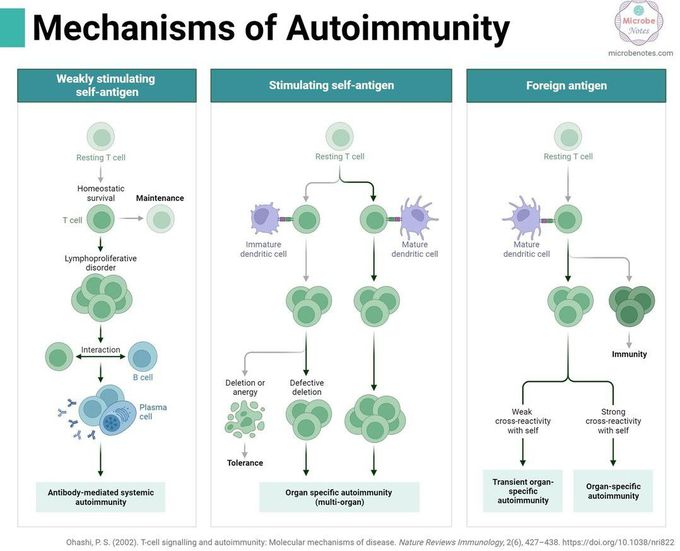 Autoimmunity Mechanism