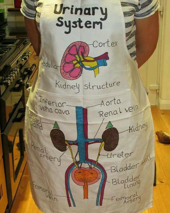 Urinary system