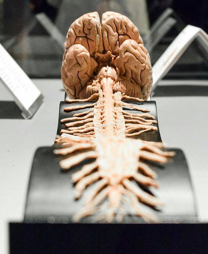 A beautiful photo of central nervous system. 💥