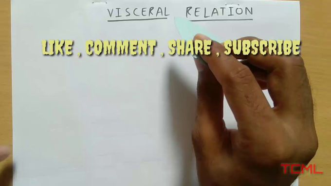 Spleen ( Visceral relation )