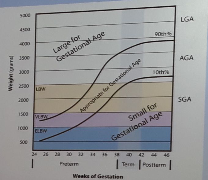 Newborn weight curves