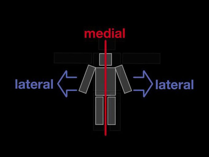 Arm Muscles: 01 Intro - basic vocab