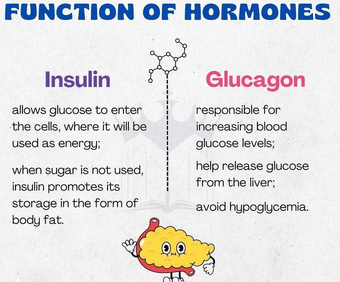 Insulin Vs Glucagon