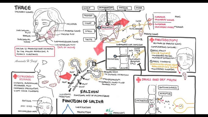Anatomy and Physiology - Salivary glands