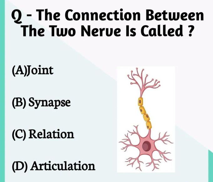 Connection between two Nerves