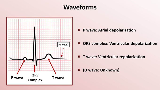 Introduction to ECG