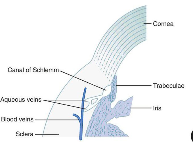 Iridocorneal angle