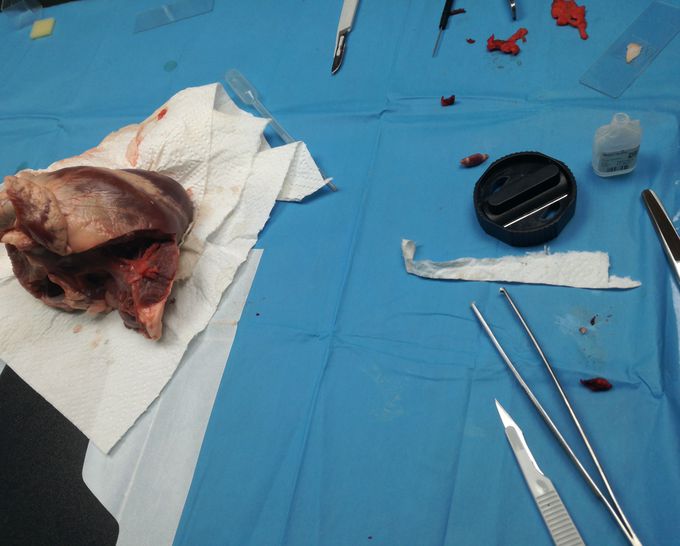 Preparation of a pig heart