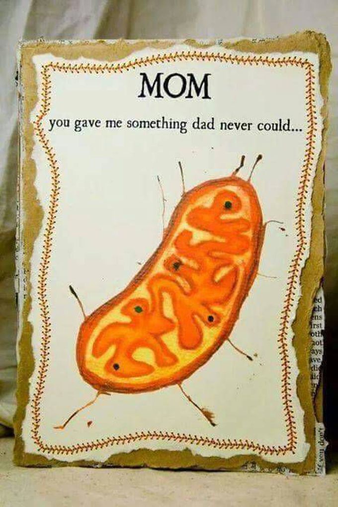 WE GOT MITOCHONDRIA FROM MOTHER☝☝