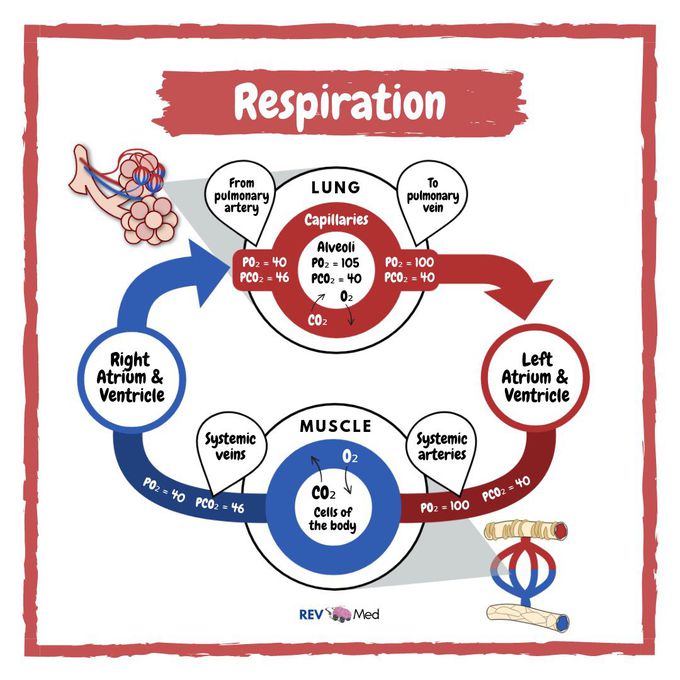Respiration & ABGs